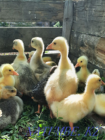 I sell goslings. Semey - photo 1