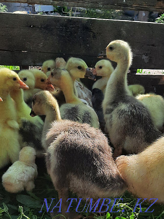 I sell goslings. Semey - photo 2