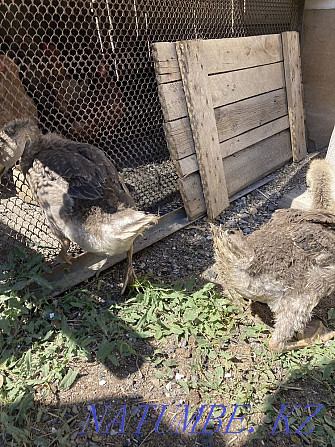 Selling Geese Semey - photo 2