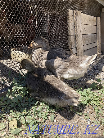 Selling Geese Semey - photo 1