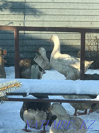 Geese live linda and kr gray Petropavlovsk - photo 4