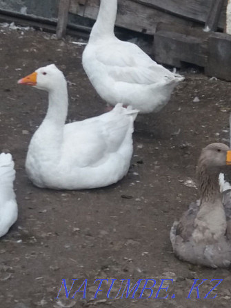 Geese live linda and kr gray Petropavlovsk - photo 3
