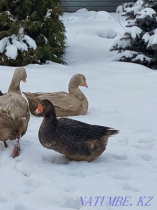 Geese live linda and kr gray Petropavlovsk - photo 1