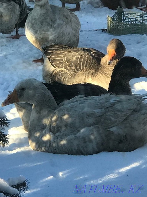 Geese live linda and kr gray Petropavlovsk - photo 2