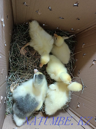 I will sell wholesale and retail chickens, goslings, broller LLC Astana - photo 4