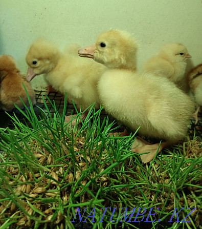 I will sell wholesale and retail chickens, goslings, broller LLC Astana - photo 1