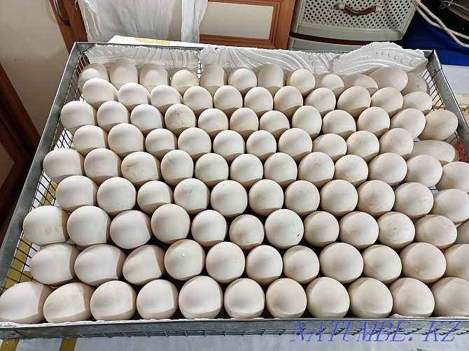 I will sell wholesale and retail chickens, goslings, broller LLC Astana - photo 3