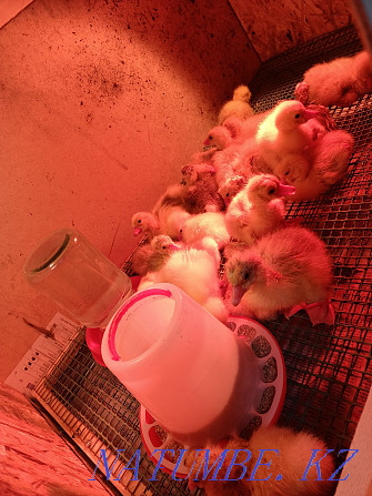 I will sell wholesale and retail chickens, goslings, broller LLC Astana - photo 2