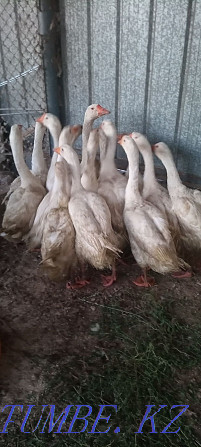 Geese Linda selling meat goslings duck chickens broilers Qaskeleng - photo 1