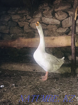 I will sell geese, roosters, a goose with goslings Ust-Kamenogorsk - photo 1
