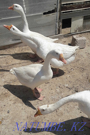 Kazdar. Geese. Wholesale. Aqtau - photo 1