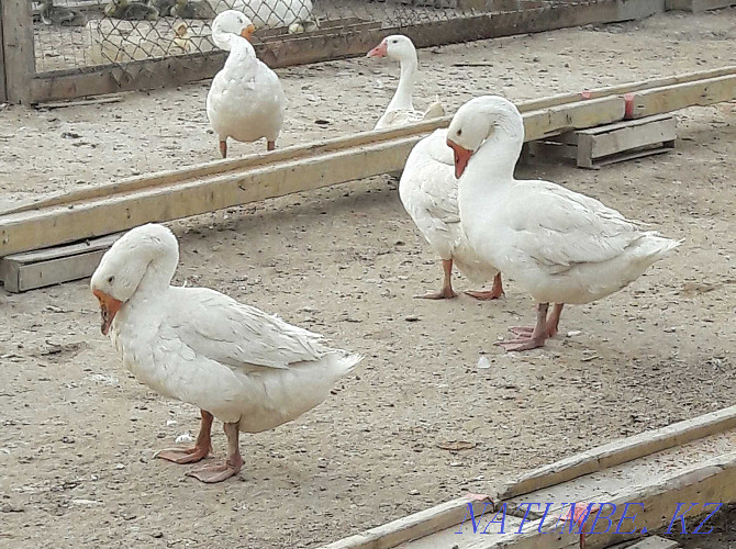 Kazdar. Geese. Wholesale. Aqtau - photo 3