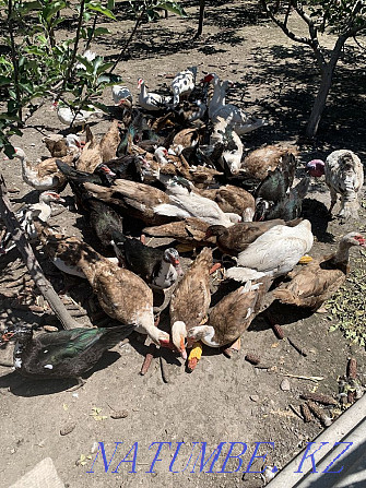 Rabbits, geese, ducks, broilers Esik - photo 1