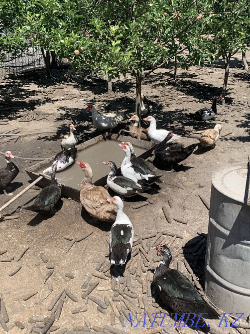 Кролики , гуси утки , бройлеры Есик - изображение 2