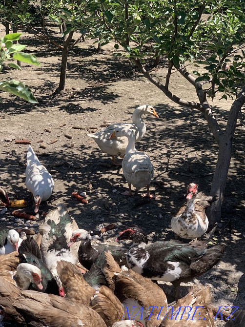 Кролики , гуси утки , бройлеры Есик - изображение 4
