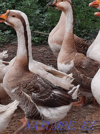 adult geese for sale Semey - photo 2