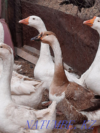 adult geese for sale Semey - photo 1