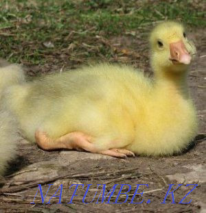 Goslings of breed Governor, Linda goslings strong large hardy geese Astana - photo 1