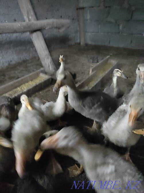 Взрослые Гуси и месячные гусята  - изображение 2