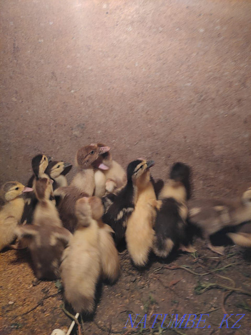 Взрослые Гуси и месячные гусята  - изображение 3