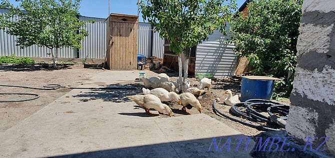 домашние гуси(?аз) .утки Атырау - изображение 2