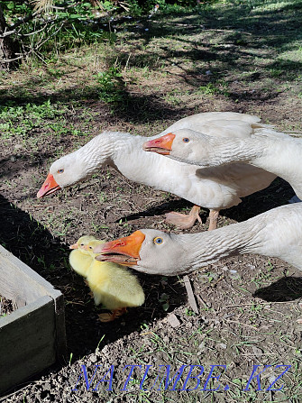 Geese 10 months old, breed Linda, domestic, fat! Exchange options! Алмалы - photo 1