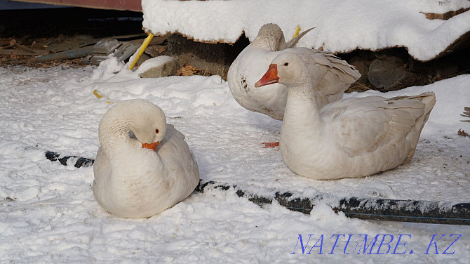 Geese 10 months old, breed Linda, domestic, fat! Exchange options! Алмалы - photo 2