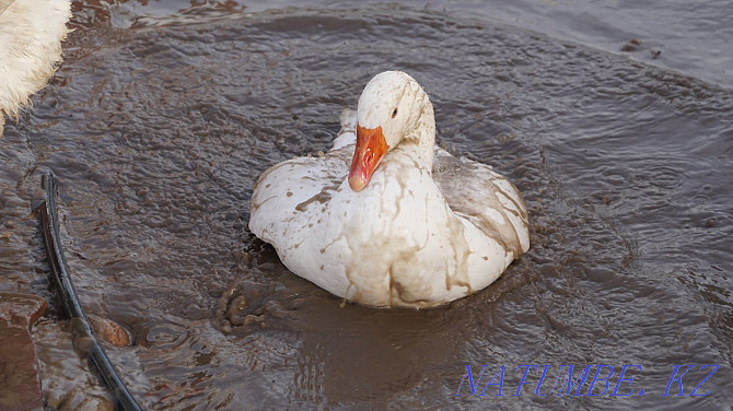 Geese 10 months old, breed Linda, domestic, fat! Exchange options! Алмалы - photo 3