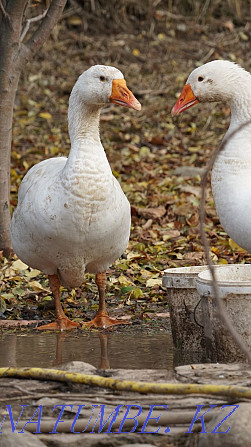 Geese 10 months old, breed Linda, domestic, fat! Exchange options! Алмалы - photo 4