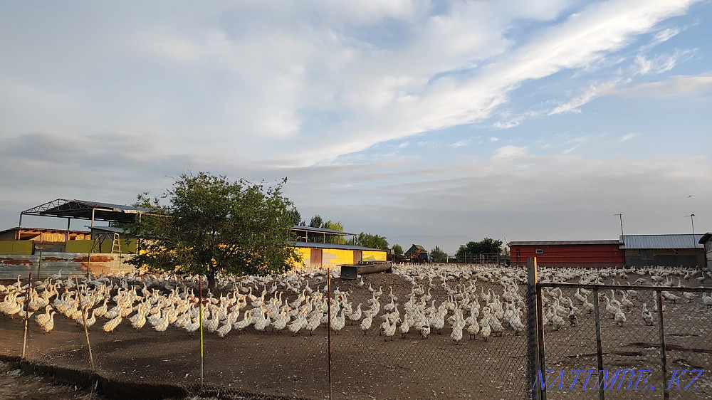 Geese Linda meat Qaskeleng - photo 2