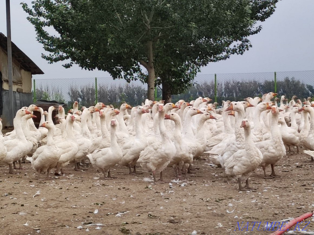 Geese Linda meat Qaskeleng - photo 3