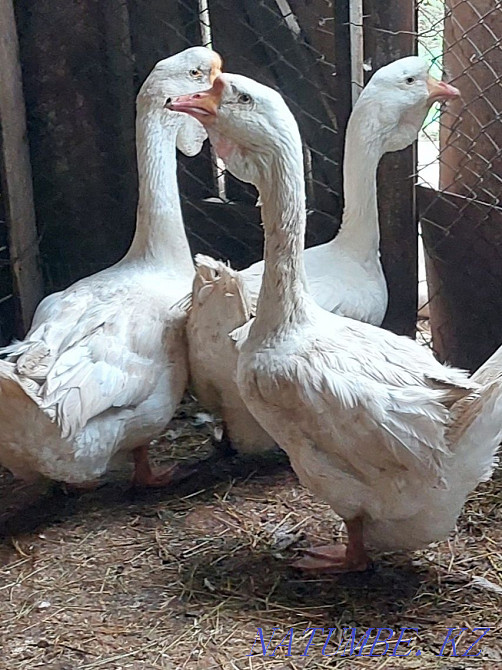 Продам гусей Холмагоров Уральск - изображение 1