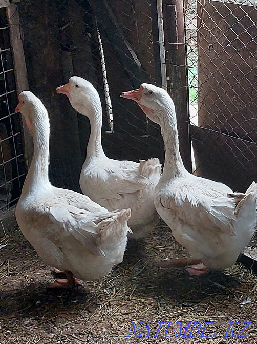 Продам гусей Холмагоров Уральск - изображение 2