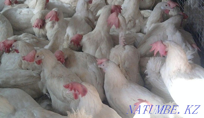 Piglets.Ducklings.Geese.Broilers.Laying hens.Chickens Ust-Kamenogorsk - photo 2