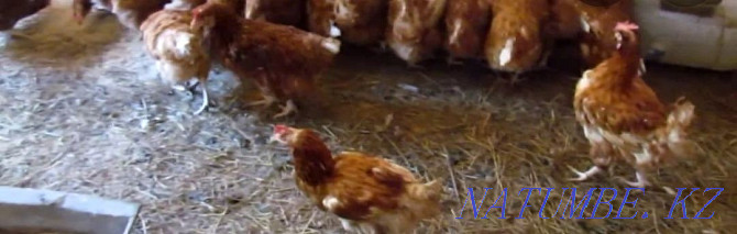 Piglets.Ducklings.Geese.Broilers.Laying hens.Chickens Ust-Kamenogorsk - photo 4