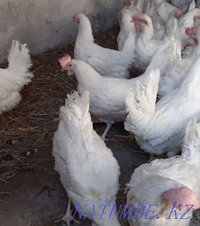 Piglets.Ducklings.Geese.Broilers.Laying hens.Chickens Ust-Kamenogorsk - photo 1