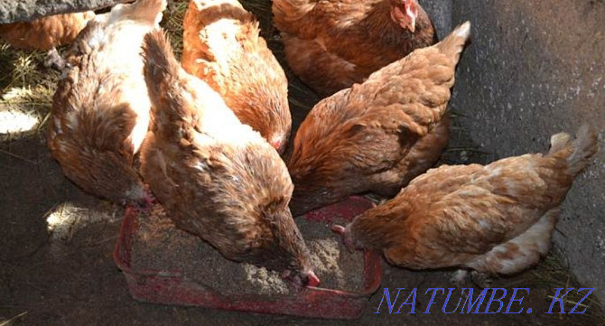 Piglets.Ducklings.Geese.Broilers.Laying hens.Chickens Ust-Kamenogorsk - photo 3