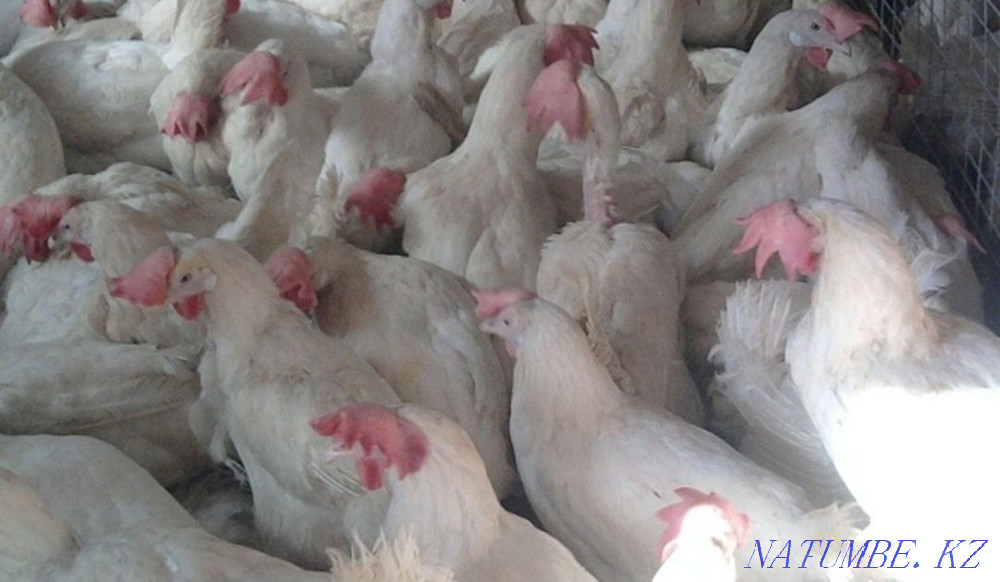 Piglets.Ducklings.Geese.Broilers.Laying hens.Chickens Ust-Kamenogorsk - photo 2
