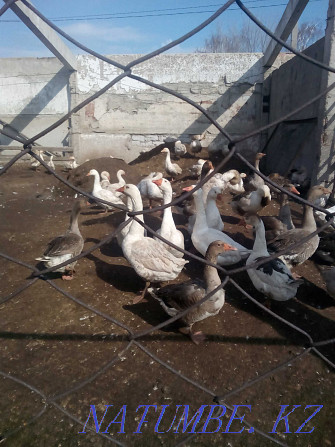 Selling geese.. Pavlodar - photo 4