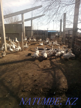 Selling geese.. Pavlodar - photo 3
