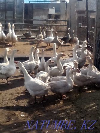 Selling geese.. Pavlodar - photo 2