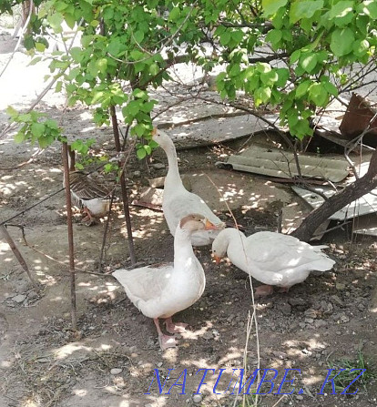 Domestic geese Талас - photo 1
