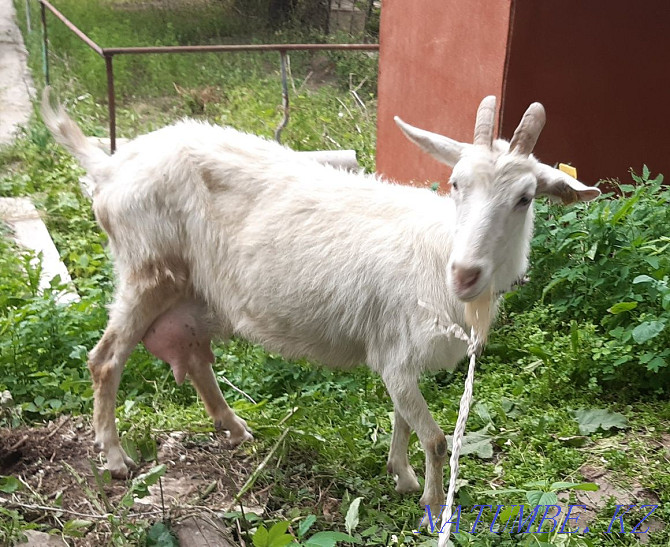 urgently selling goats  - photo 1