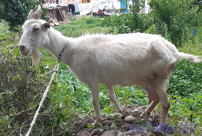 urgently selling goats  - photo 2