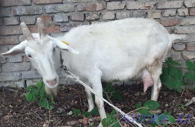 urgently selling goats  - photo 3