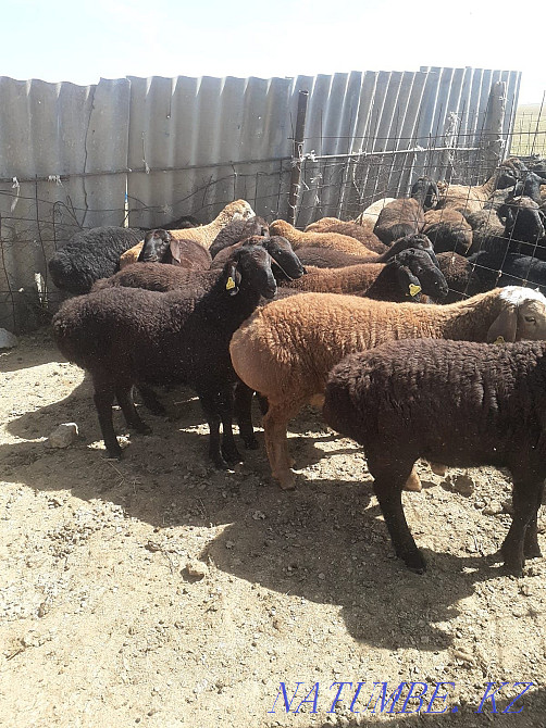 Satylady goats. Semey kalas Semey - photo 2