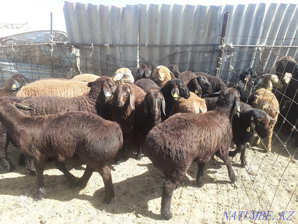Satylady goats. Semey kalas Semey - photo 1