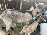 Продаётся коза с козлёнком (девочка) чистокровный занинский !! Aqsay