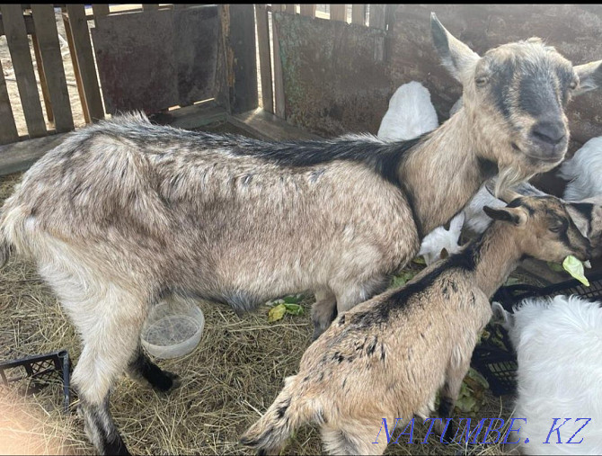 For sale goat with a kid (girl) purebred Zaninsky !! Aqsay - photo 1