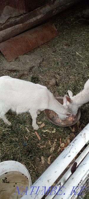 Мен Зейн ешкісін сатамын  Қаскелең  - изображение 4